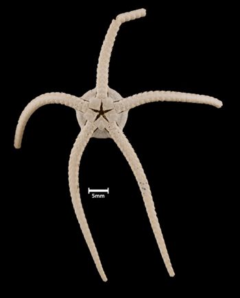Media type: image;   Invertebrate Zoology OPH-6231 Aspect: ventral
